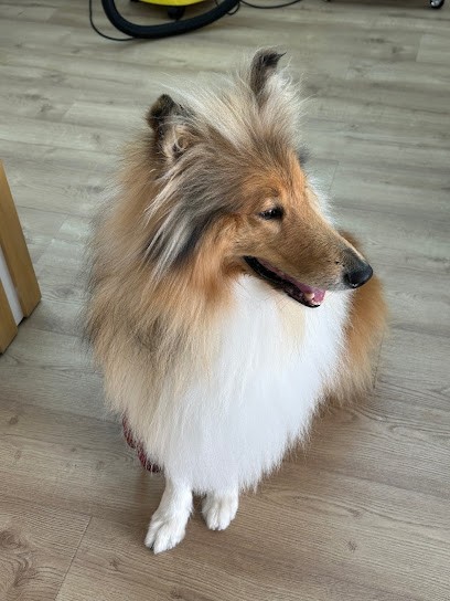 Bulle Canine, Toiletteur pour Animaux à Vence