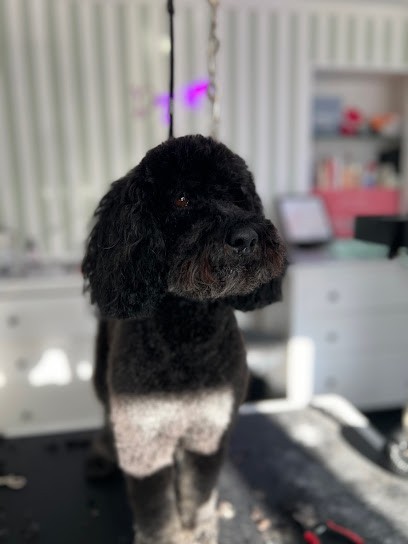 La Boite De Pandore, Toiletteur pour Animaux à Vigneux-de-Bretagne