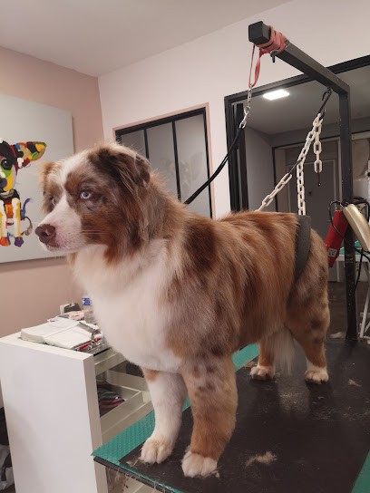 Toutou Tif, Toiletteur pour Animaux à Saint-Florentin