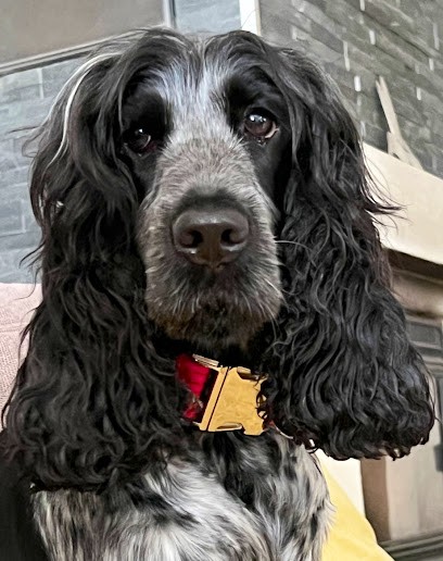 Toilettage Du Loft-toiletteur-bouche-du-Rhône En Provence-Alpes-Côte D'Azur, Toiletteur pour Animaux à Mouriès