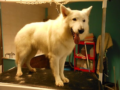Esthetique Dog, Toiletteur pour Animaux à Pont-l'Évêque