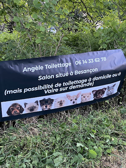 Angèle Toilettage Toiletteur Pour Animaux à Besançon