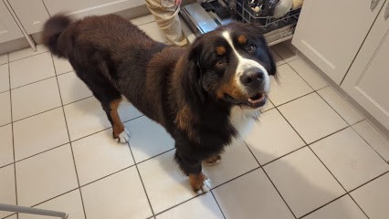 Pil Poil, Toiletteur pour Animaux à Lamorlaye