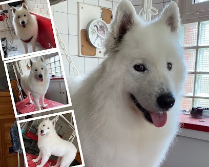 TOUTOU TIF, Toiletteur pour Animaux à Pont-Audemer