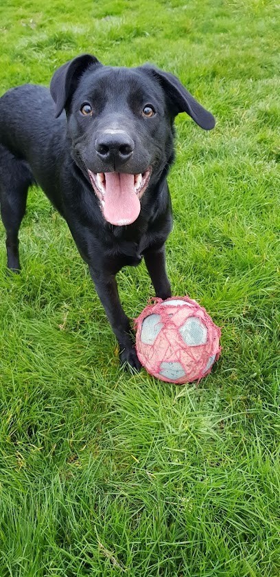 Love Dog's Toilettage Canin Et Félin, Toiletteur pour Animaux à Virazeil