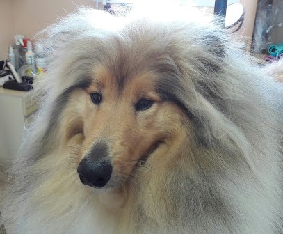 A Cat And Dog Toilettage, Toiletteur pour Animaux à La Porte du Der