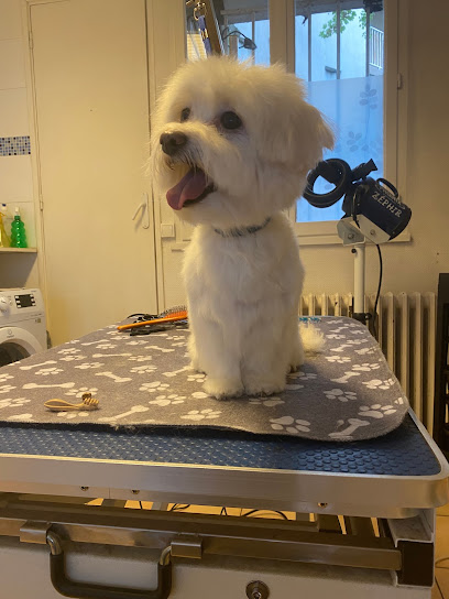 Mouss'taches - Toilettages Chien Et Chat, Toiletteur Pour Animaux à Sannois