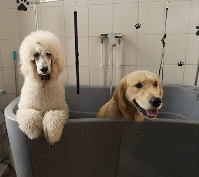 L'Institut Canin & Co, Toiletteur pour Animaux à Saint-Médard-en-Jalles