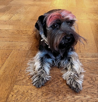 Éric-toiletteur depuis 1983 à domicile- Comportementaliste en toilettage. Coaching en toilettage, Toiletteur pour Animaux à Saint-Mandé