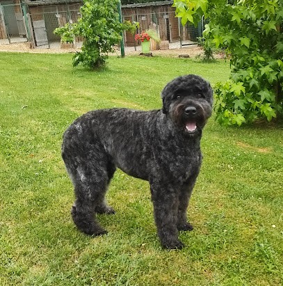 Pattes De Velours, Toiletteur pour Animaux à Varetz