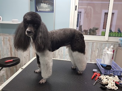 Au Royaume du chien, Toiletteur pour Animaux à Reims