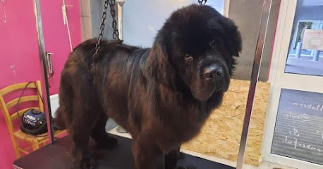 Darling Dog toilettage, Toiletteur pour Animaux à Questembert