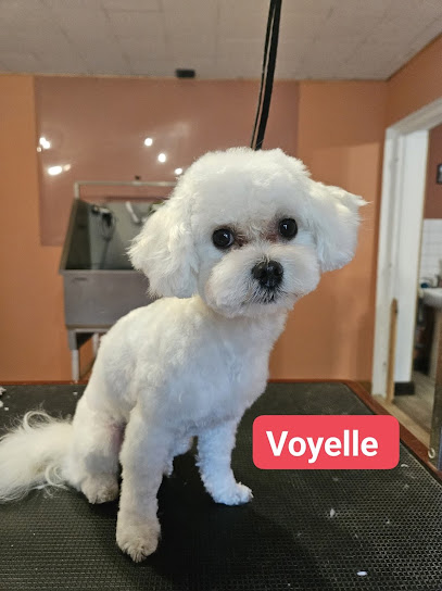 Bulle De Poils Toiletteur Pour Animaux à Clermont-en-Argonne