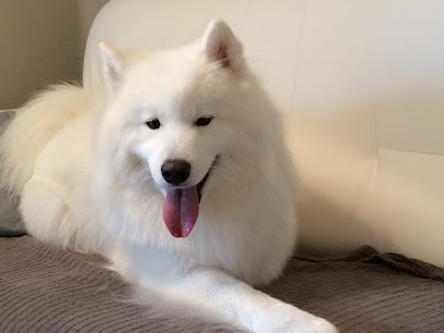 Toutou Clean, Toiletteur pour Animaux à Martignas-sur-Jalle