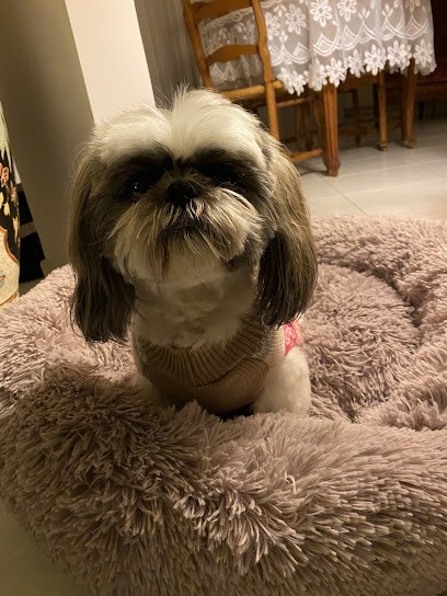 Mon Chien Mon Bijou, Toiletteur pour Animaux à La Grande-Motte