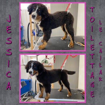 Jessica toilettage le cailar, Toiletteur pour Animaux au Cailar