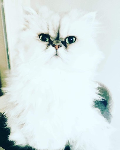 Chti Dog Toilletage Pr Chiens, Toiletteur pour Animaux à Tourcoing