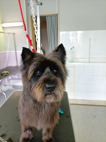 Salon De Toilettage O'Poil, Toiletteur pour Animaux à Tonneins