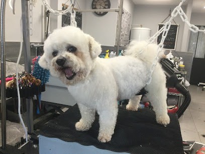 K'ouaf toutou, Toiletteur pour Animaux à Vagney