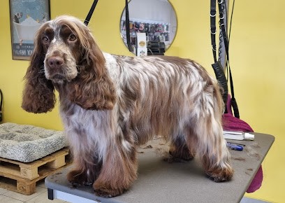 Aux Mille Et Une Pattes, Toiletteur pour Animaux à Yffiniac