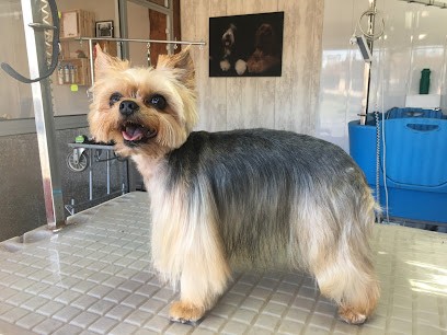 La Toutounière, Toiletteur pour Animaux à Bully-les-Mines