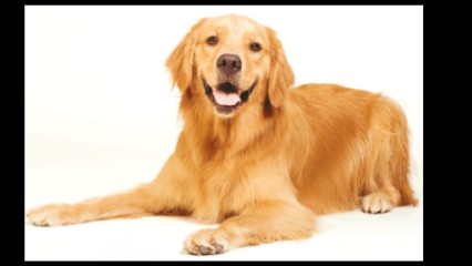 Sur Le Bout Des Pattes, Toiletteur pour Animaux à La Marre