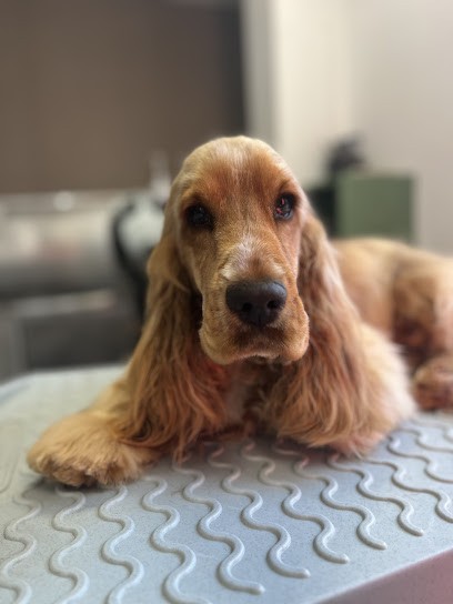 GOLDAMOUR Toilettage, Toiletteur pour Animaux au Rouret