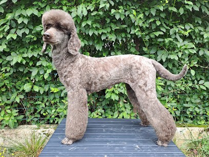 Cani'wood toilettage à domicile, Toiletteur pour Animaux à Bologne