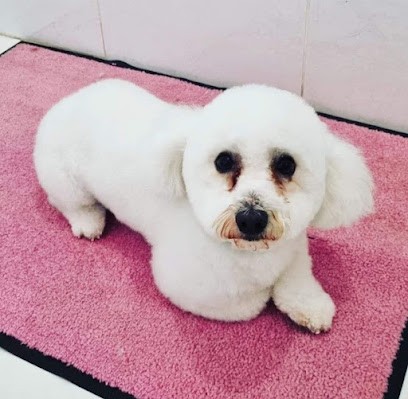 Chez Calinou - Toilettage Chien Et Chat, Toiletteur pour Animaux à Villepinte