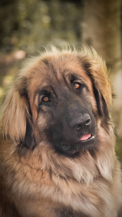 Institut Canin Et Félin, Toiletteur pour Animaux à Quimperlé