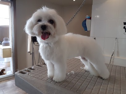 Delfi Toilettage, Toiletteur pour Animaux à Avignon