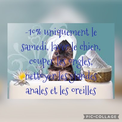 Swain Tanya, Toiletteur pour Animaux à Pré-en-Pail-Saint-Samson