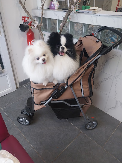 O'toutou Non D'un Poil Toiletteur Pour Animaux à Auberchicourt