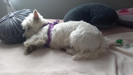 Dog 2000, Toiletteur pour Animaux à Lunéville