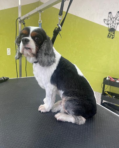 Dog'Studio salon de toilettage, Toiletteur pour Animaux à Lacroix-sur-Meuse