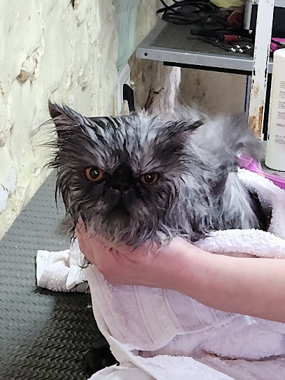 Plutô Chic, Toiletteur pour Animaux à Château-Gontier