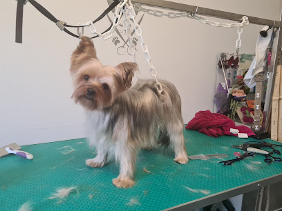 O Ti Club Mousse Toiletteur Pour Animaux à Sernhac