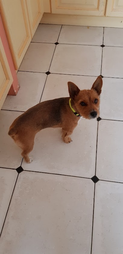 Impec Toutou, Toiletteur pour Animaux à Ressons-sur-Matz