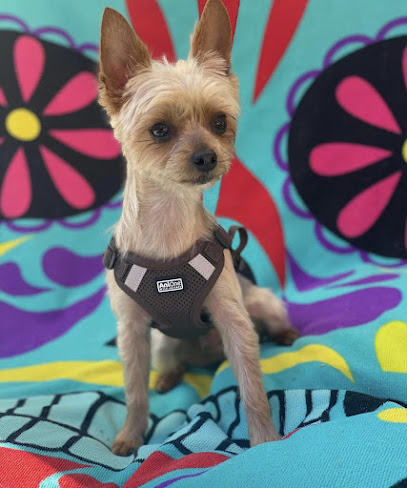 Coupe Dog Toiletteur Pour Animaux à Carvin