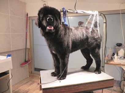 4 Pat'Salon, Toiletteur pour Animaux à Vieux-Thann