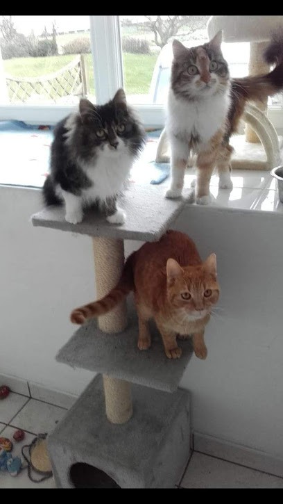 Toilet'pattes, Toiletteur pour Animaux à Camlez