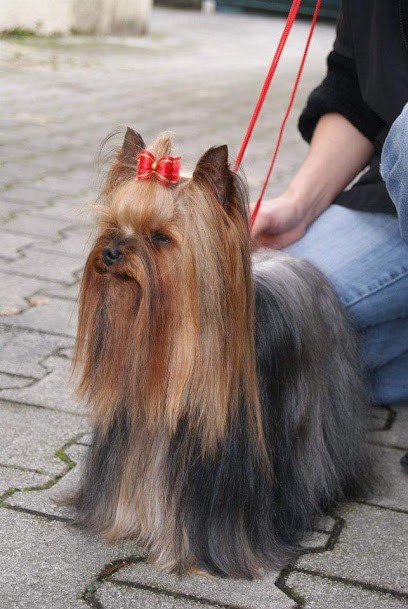 Black And White, Toiletteur pour Animaux à Pontcharra