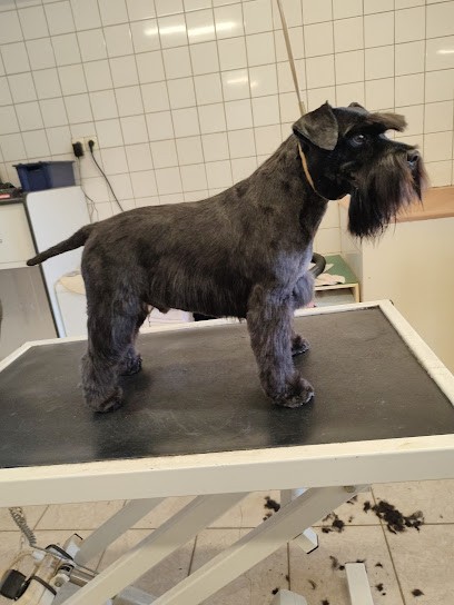 Saint-Waast Toutous, Toiletteur pour Animaux à Soissons