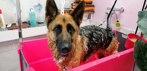 Version Canine, Toiletteur pour Animaux à Villers-lès-Nancy