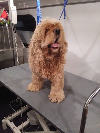 Chicbus Le Salon, Toiletteur Pour Animaux à Malville