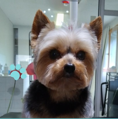 Adé K Wouaf Sasu, Toiletteur pour Animaux à Saint-Maixent-l'École