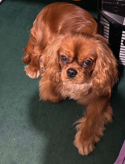 CANIMOUSS, Toiletteur pour Animaux à Mantes-la-Jolie