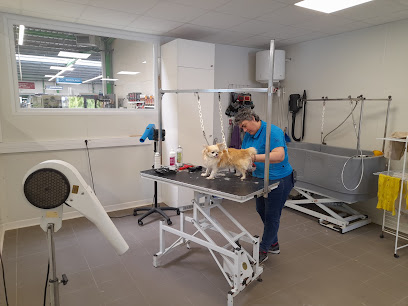 Salon De Toilettage Canin Point Vert Josselin, Toiletteur Pour Animaux à Forges de Lanouée