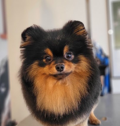 Pood'els, Salon De Toilettage Canin, Félin & NAC, Toiletteur pour Animaux à Strasbourg