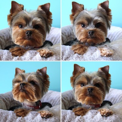 Le Boudoir Canin, Toiletteur pour Animaux à Monchecourt